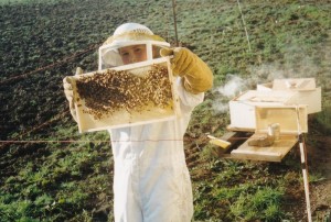 Aaron_checking bee hive (800x540)