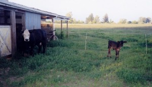 Checkers_not her baby calf (800x457)