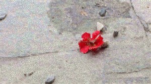 Red flower and stones (1024x576)