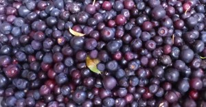 A harvest of huckleberries