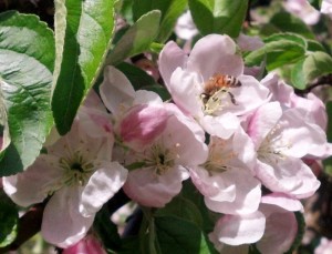 Bee and Apple Blossoms