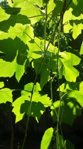 sunlight and grape leaves