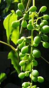baby grapes 